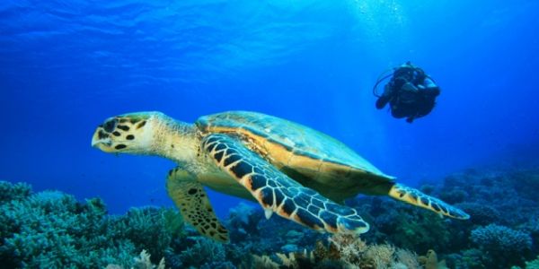 turtle at Turtle Rock with diver