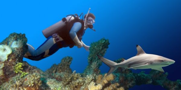 diver and black tip shark at West of Eden