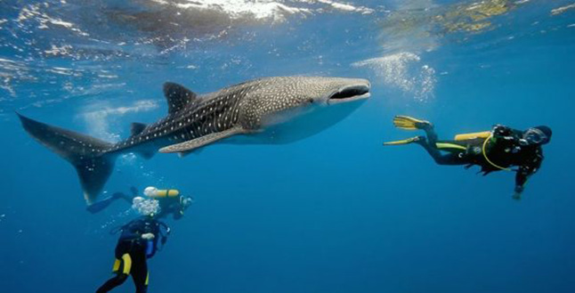 Whaleshark with divers at Koh Tachai