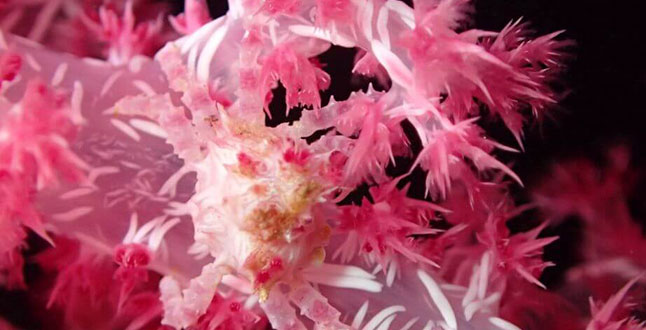 soft pink coral