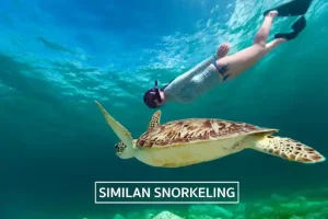 female snorkeler with turtle